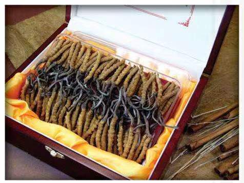 平山冬虫夏草回收